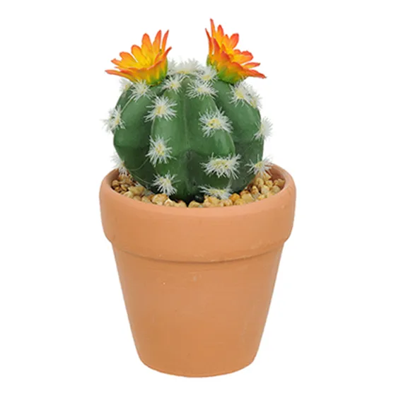 Vaso Com Cacto Ferocactus Orcuttii Verde Com Flor Amarela