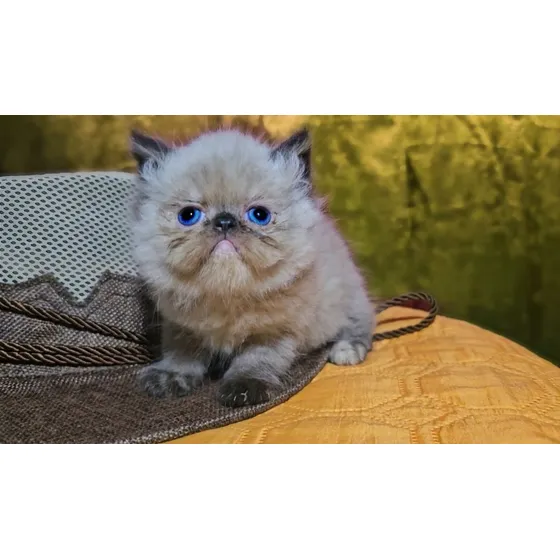 Gatas Persa