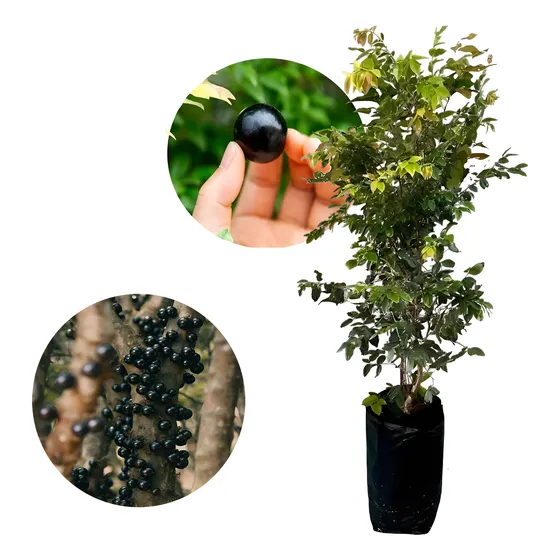 Muda De Jabuticaba Hibrida Precoce Produzindo