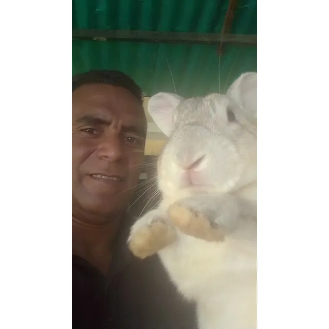 Gazapos Y Pie De Cria