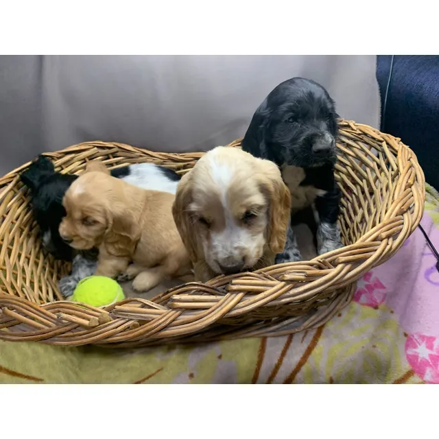 Cocker Hembra De Pelaje Dorado Disponible Bella