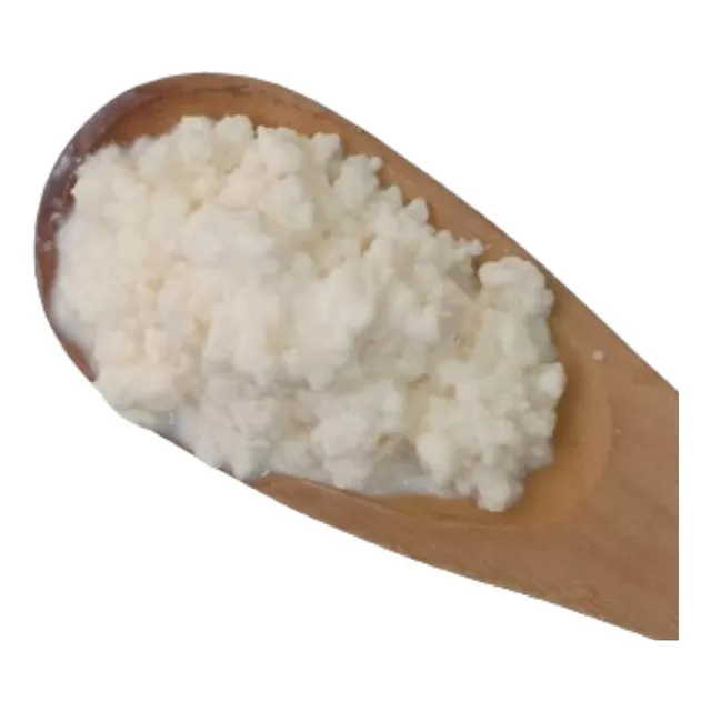 Hongo De Leche Para Elaborar Yogur