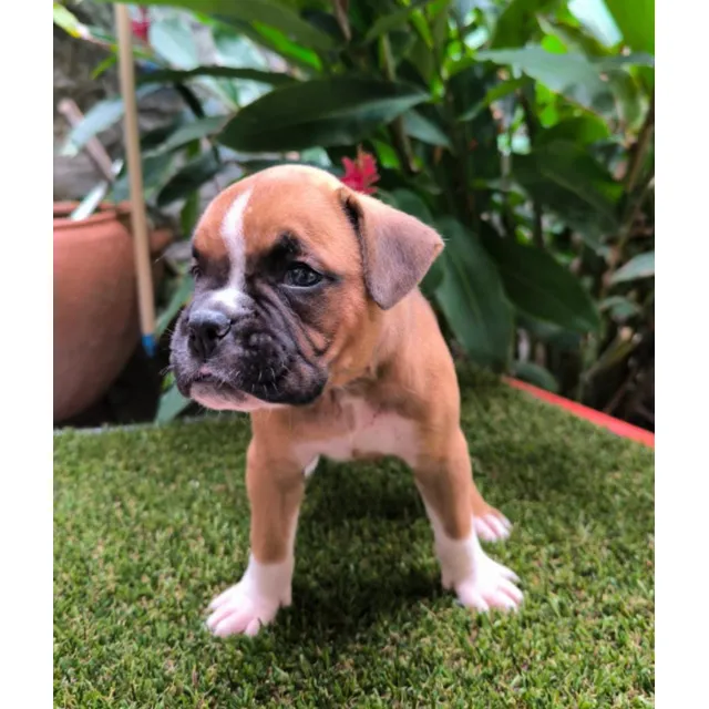 Perro Cachorro Boxer Macho