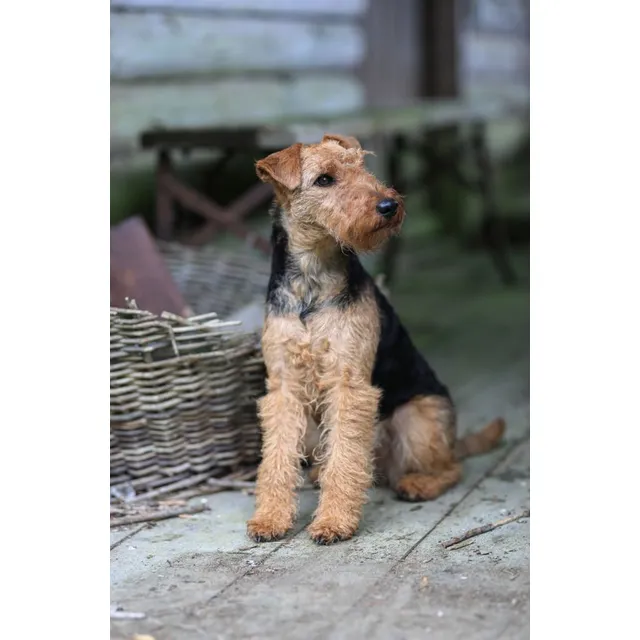 Cachorros Airedale Terrier Perros Medellín Bogotá Cali Pets