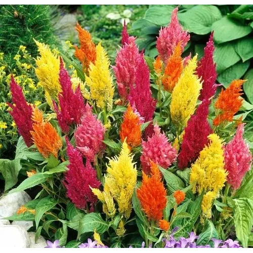 Semillas De Celosia Plumosa - ( Penacho ) Mix De Colores