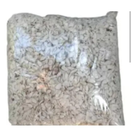 10000 Semillas De Limoncillo Para Cerca Viva (no Comestible)