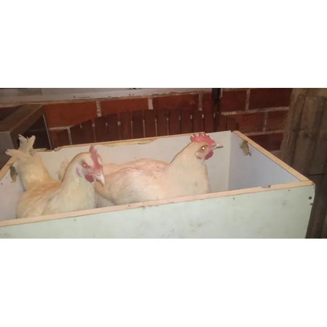 Pollos Para Engorde