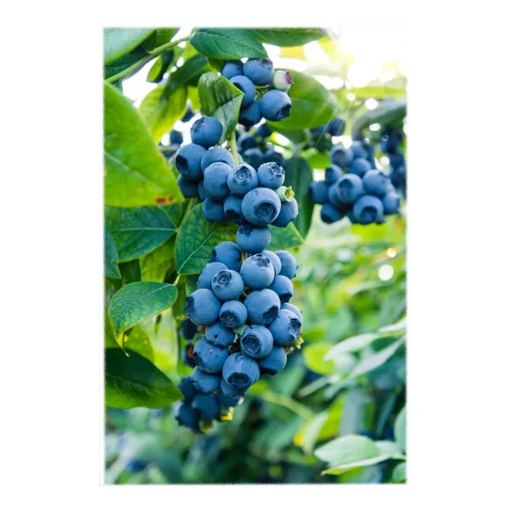 3 Frutos Del Bosque - Frambuesa  Blackberry Y Arandano 