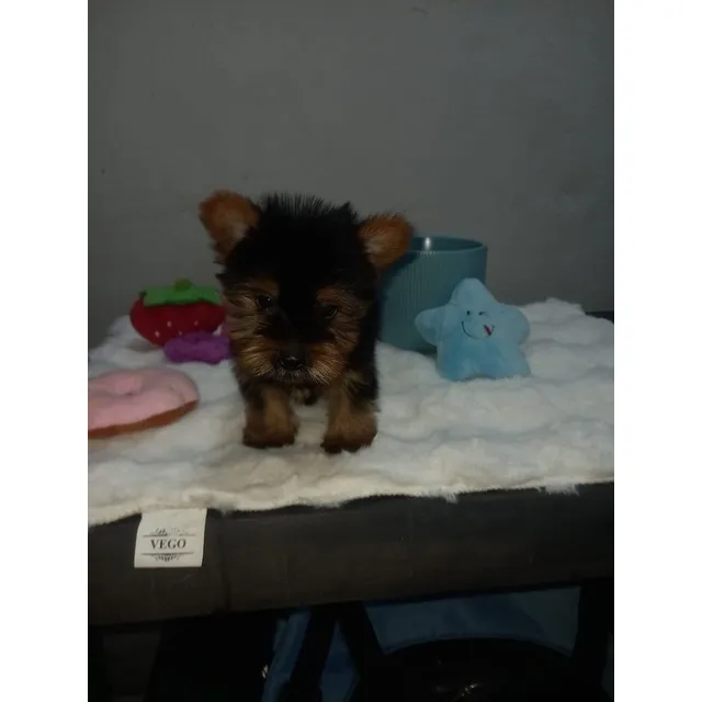 Yorkie Terrier Macho