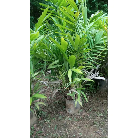 Palma Bambú O Carabobo Sol Y Sombra