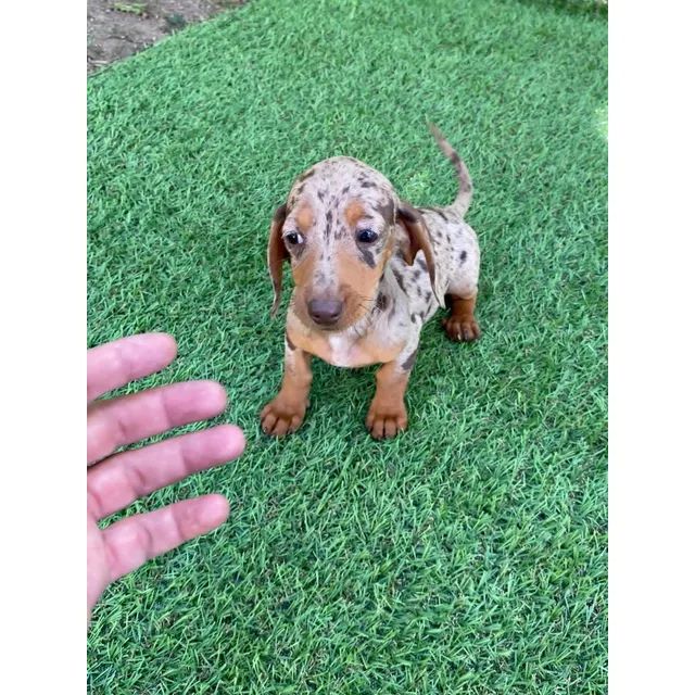 Cachorra Teckel Choco Merle Bogotá, Pereira, Medellin 