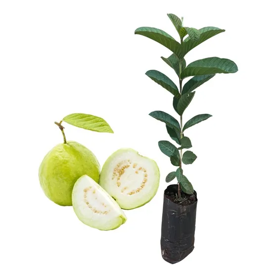 Muda De Goiaba Tailandesa Branca Gigante