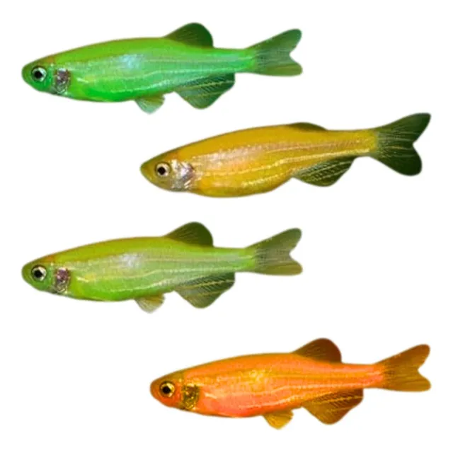 Pez Cebrita Agua Tropical Dulce Glowfish Color Variado X1