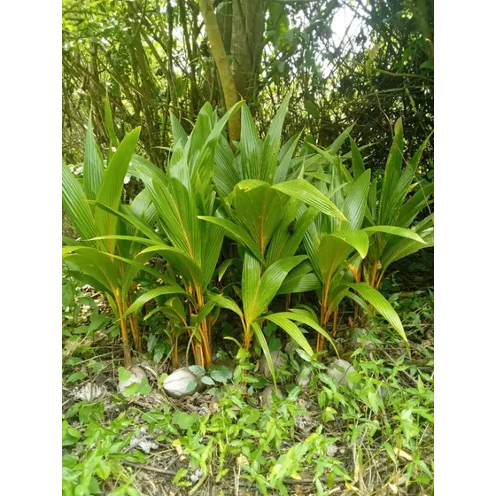Plantas De Coco