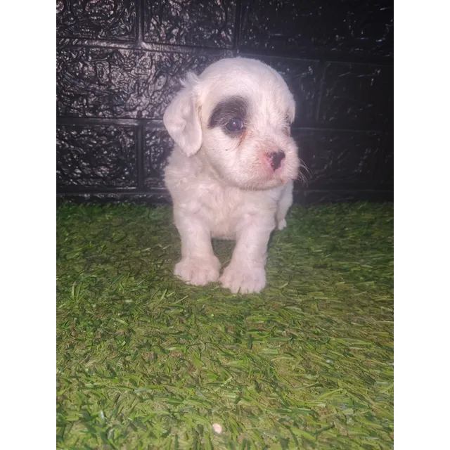 Cachorros Poodle Mini