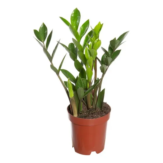 Zamioculcas Zamiifolia Mini P09