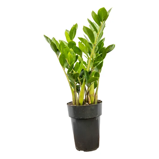 Zamioculca Zamiifolia -resistente, Ideal Para Interiores P17