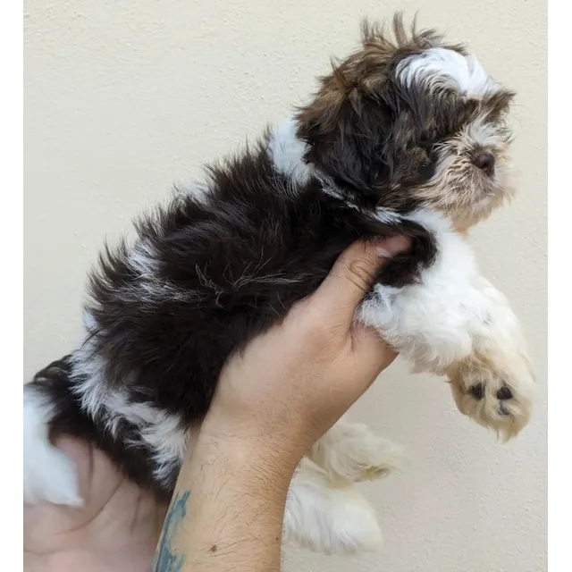 Yorkshire Terrier Hembra Y Macho
