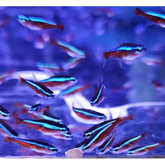 Tetra Neon Cardinal - Pacote C/ 10 Uni.