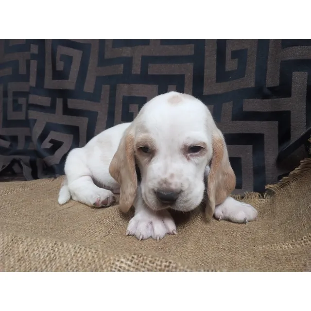 Cachorros Bassethound
