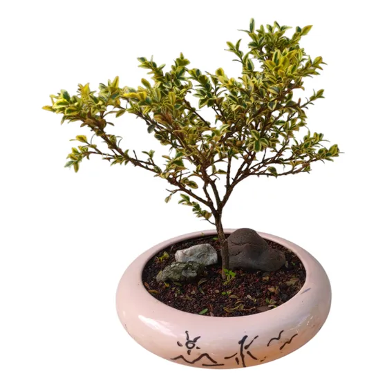 Bonsai Buxus Variegata