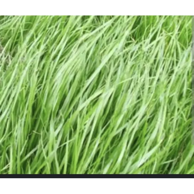 Pastos Reygrass Nutritivo Pal Ganado