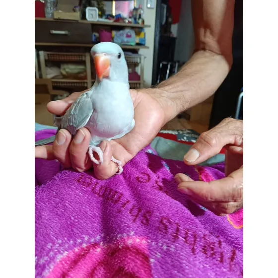 Fêmea Filhote Ring Neck Azul Só P/ O Rj ! Reserve Já A Sua