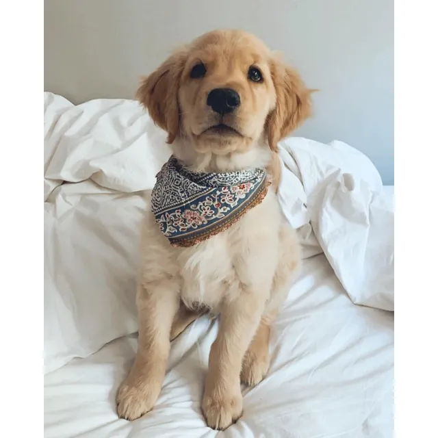 Cachorros Golden Retriever