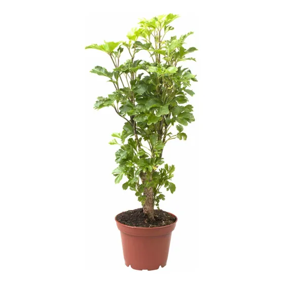Kit Muda Plantadas Arvore Da Felicidade Macho/fêmea Premium