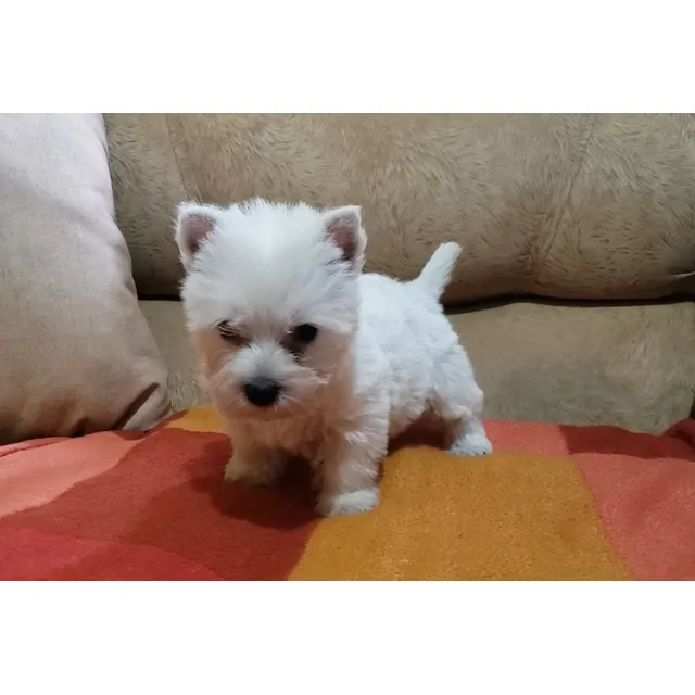 Westy Terrier  Exclusivos  