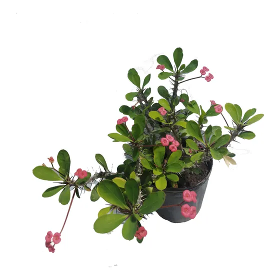 Planta Corona De Cristo 3l Arbusto Greenonline Vivero