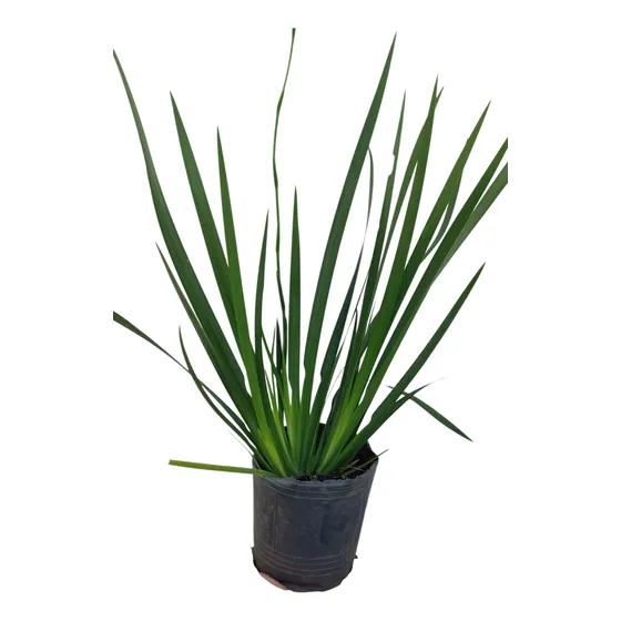 Dietes Grandiflora X3 Unid - Planta Ornamental - Resistente Verde