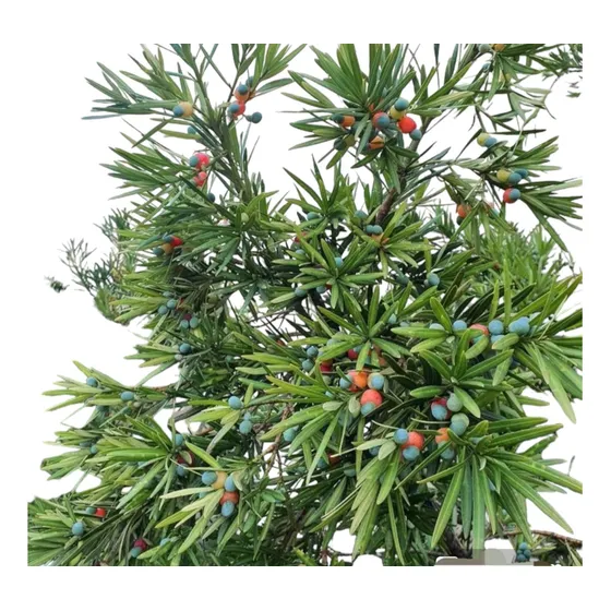 Podocarpus Macrophyllus, Tejo Chino, Pino Budista, Kusamaki.