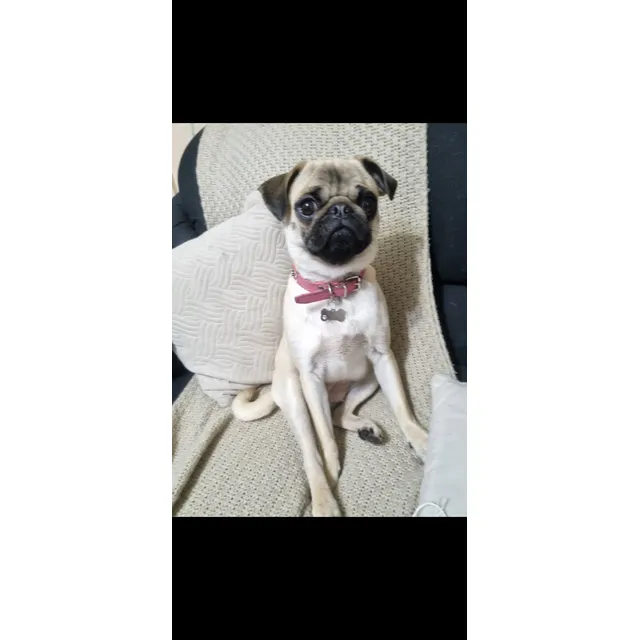Cachorra En Adopción