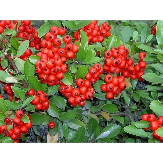 Crataegus Pyracantha Arbusto Ornamental