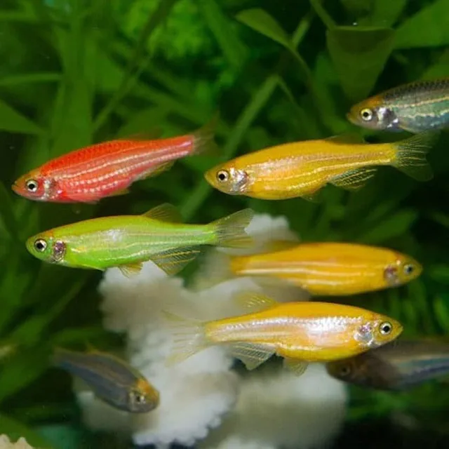 Pez Cebra De Colores   (4  Unidades)