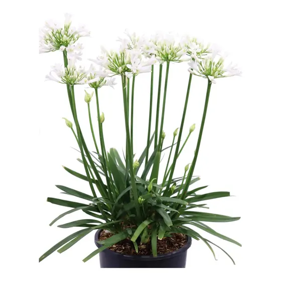 Agapanthus,   Lirio Africano   Blancos / Celestes