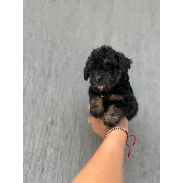 Cachorro French Poodle Mini Toy Macho Perross Co