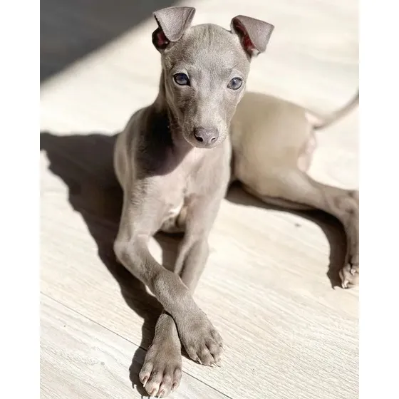 Galgo Italiano Grazi Havila Filhotes