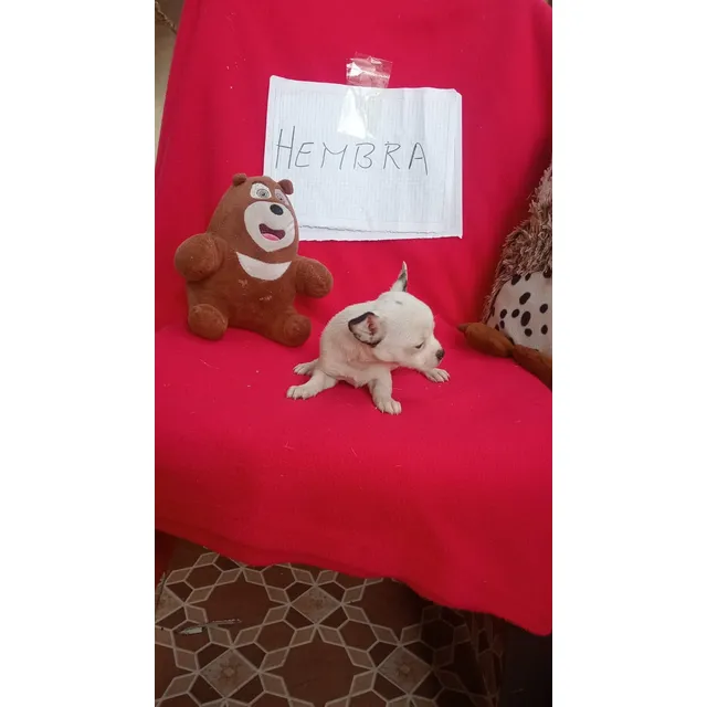 Cachorros Chihuahua Pelo Largo