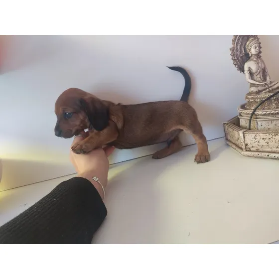Dachshund Minis Salchichas Minis Hembra Macho 