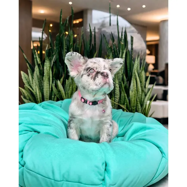 Bulldog Francés Blue Merle Fluffy Hembra