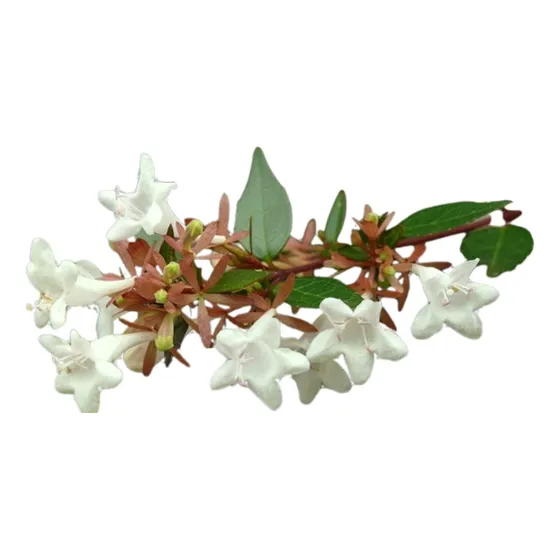 Planta Abelia Grandiflora Compacta 