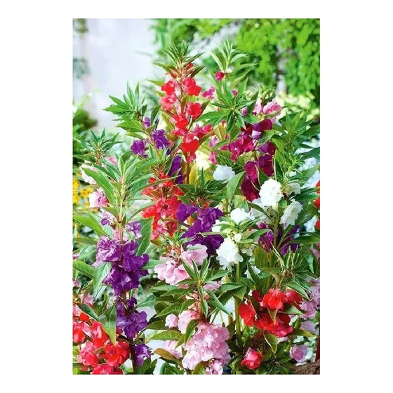Balsamina - Brincos Doble Variada (50 Semillas) Linea Prof.