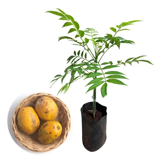Muda De Cajá Manga Anão P/ Vasos - Excelente Frutas