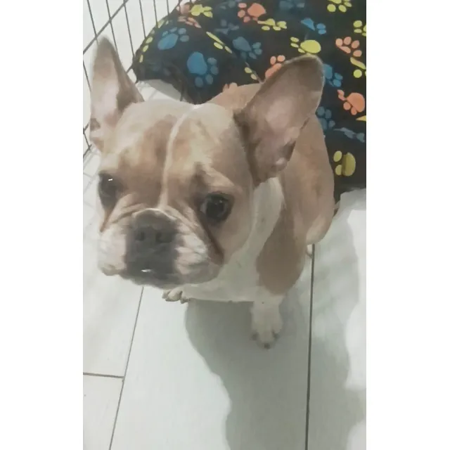 Hermosa Cachorra Bulldog Francés De 14 Meses. Blue Faw Y Blanco
