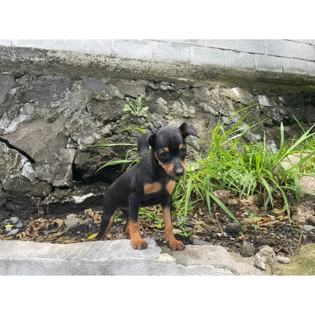 Pinscher Miniaturas Cachorros