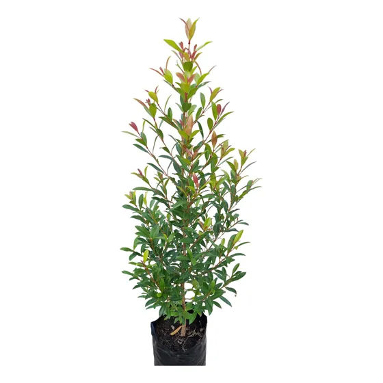 Planta Eugenia 