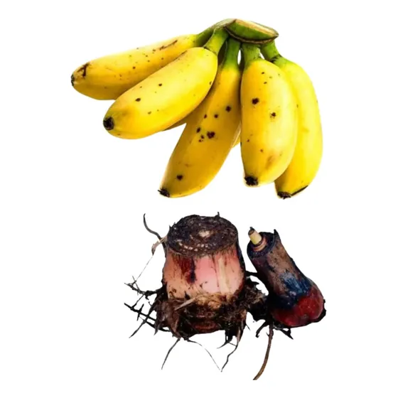3 Mudas De Banana Ouro (rizomas)