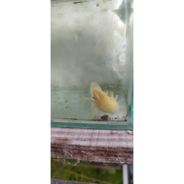 Axolote, Alimento Para Ellos